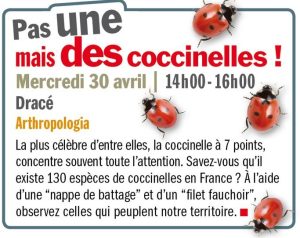 Pas une, mais des coccinelles ! 